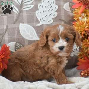 Bucky, Cavapoo Puppy