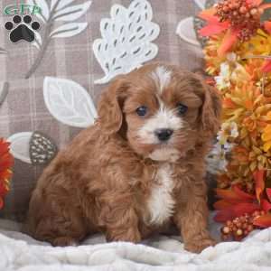 Bucky, Cavapoo Puppy