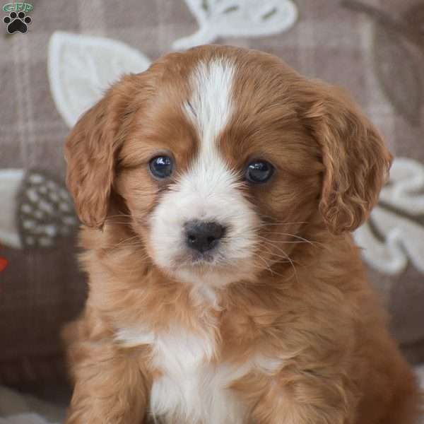 Brian, Cavapoo Puppy