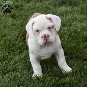 Buddy, Beabull Puppy