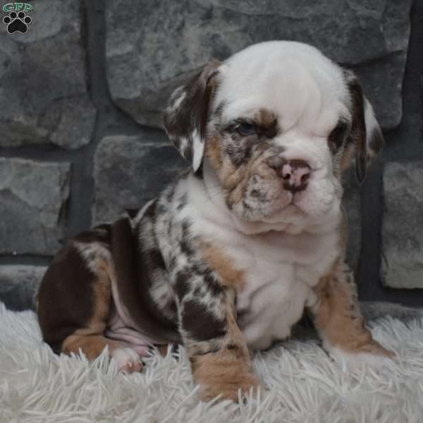 Buster, Beabull Puppy