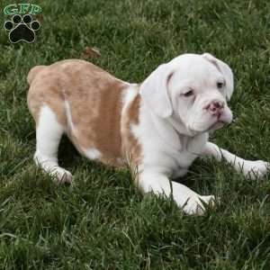 Buddy, Beabull Puppy