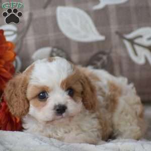 Brianna, Cavapoo Puppy