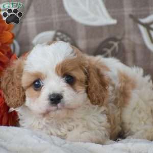 Brianna, Cavapoo Puppy