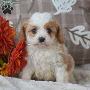 Brianna, Cavapoo Puppy