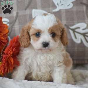 Brianna, Cavapoo Puppy