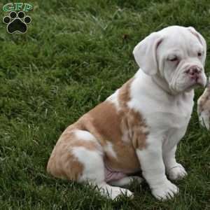 Buddy, Beabull Puppy