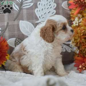 Brianna, Cavapoo Puppy