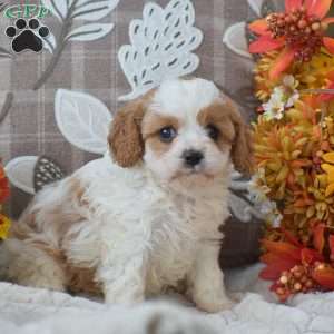 Brianna, Cavapoo Puppy