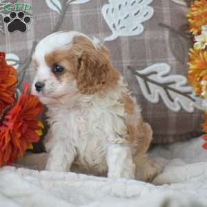 Brianna, Cavapoo Puppy