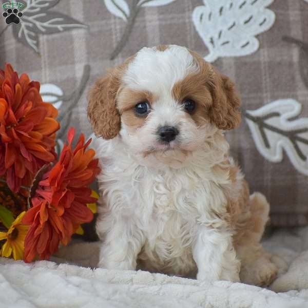 Brianna, Cavapoo Puppy