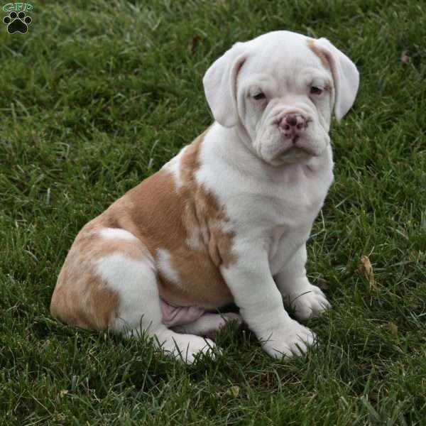 Buddy, Beabull Puppy