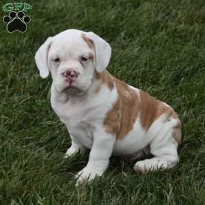 Buddy, Beabull Puppy