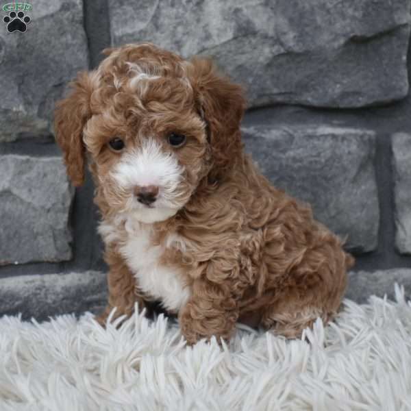 Sophie, Toy Poodle Puppy