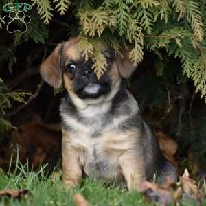 Zius, Pug Mix Puppy