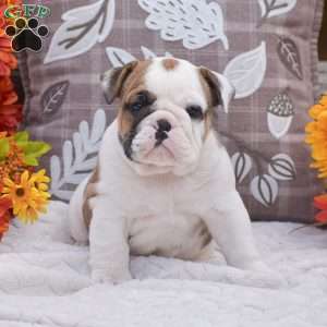 Matt, English Bulldog Puppy