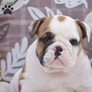Matt, English Bulldog Puppy