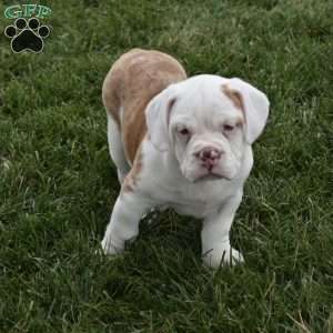 Buddy, Beabull Puppy