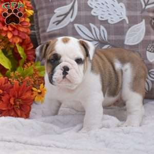 Matt, English Bulldog Puppy