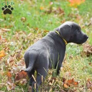Lily, Charcoal Labrador Retriever Puppy