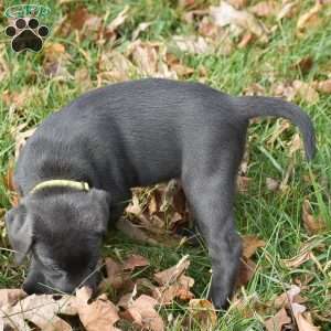 Lily, Charcoal Labrador Retriever Puppy