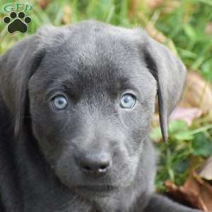 Lily, Charcoal Labrador Retriever Puppy