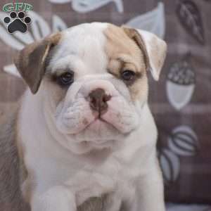 Mary, English Bulldog Puppy