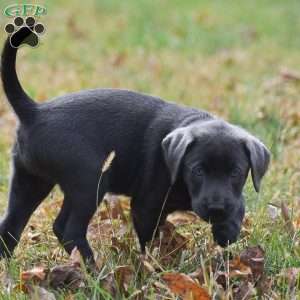 Lily, Charcoal Labrador Retriever Puppy