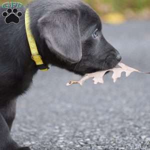 Lily, Charcoal Labrador Retriever Puppy