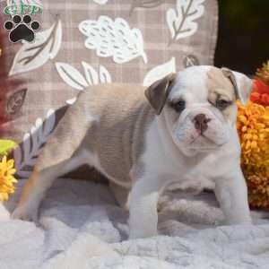 Mary, English Bulldog Puppy