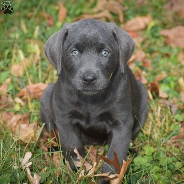 Lily, Charcoal Labrador Retriever Puppy