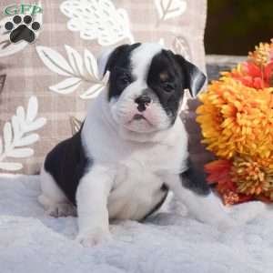 Maxton, English Bulldog Puppy