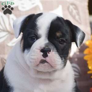 Maxton, English Bulldog Puppy