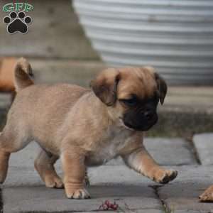Zade, Pug Mix Puppy