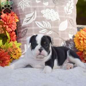 Maxton, English Bulldog Puppy