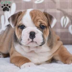 Mabel, English Bulldog Puppy