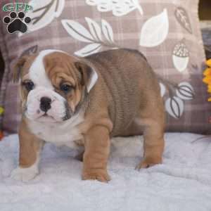 Mabel, English Bulldog Puppy