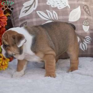 Mabel, English Bulldog Puppy