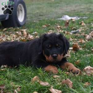 Duke, Rottweiler Puppy