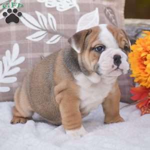 Mabel, English Bulldog Puppy