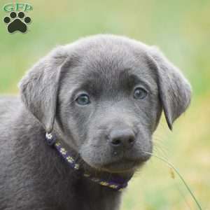 Ellie, Charcoal Labrador Retriever Puppy