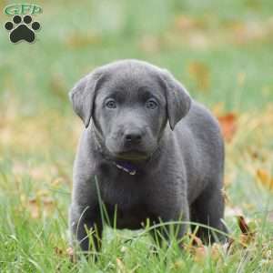 Ellie, Charcoal Labrador Retriever Puppy