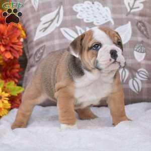 Mabel, English Bulldog Puppy