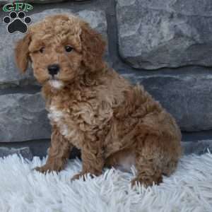 Sammy, Toy Poodle Puppy