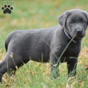 Ellie, Charcoal Labrador Retriever Puppy