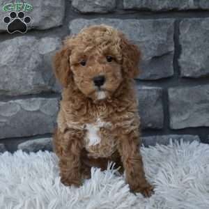 Sammy, Toy Poodle Puppy