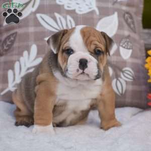 Mabel, English Bulldog Puppy