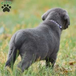 Ellie, Charcoal Labrador Retriever Puppy