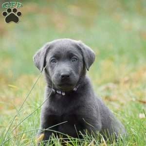 Ellie, Charcoal Labrador Retriever Puppy