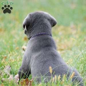 Ellie, Charcoal Labrador Retriever Puppy